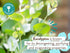 Babo Botanicals Eucalyptus Remedy 2-in-1 Bubble Bath & Wash - Invigorating Eucalyptus, Rosemary & Peppermint for All