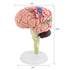 Akozon Disassembled Human Brain Model 4D Human Brain Structure Anatomy Medical Teaching Learning Tool