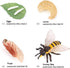 Bee Growth Cycle, Biological Model for Kids Education, Lifelike Bee Life Cycle Model Set for Insect Themed Party Favors