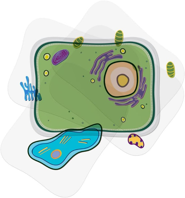 Plant Cell Anatomy Model, See Through Building Kit for Early Cell Biology, Educational STEM Toys for Classroom