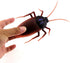 Tipmant RC Cockroach Remote Control Car, Realistic Big Insect Toy with Glowing Eyes for Kids