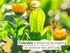 2-in-1 Babo Botanicals Moisturizing Oat & Calendula Shampoo & Wash Gentle Cleansing for Dry or Sensitive Skin Safe