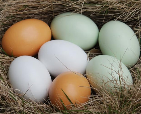 Eggs-6 Masterproofing Wooden Fake Eggs, Easter Pieces (White)