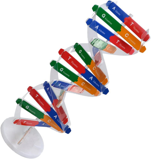 Toddmomy Kids Toys 2 Sets DNA Model Kit for Teaching Students, Double Mannequin