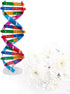 DNA Kit Self Double Helix Model, Assembling Display Stand for Biological Teaching and Learning