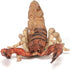 Papo Scorpion Figurine, Desert Animal Toy for Kids Age 3+, 11 cm, Hand-Painted Wildlife