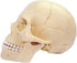 4D Master 26086 Human Anatomy Exploded Skull Model 3D Puzzle, One Color