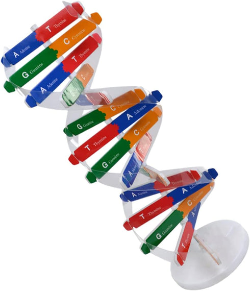 Toddmomy Kids Toys 2 Sets DNA Model Kit for Teaching Students, Double Mannequin
