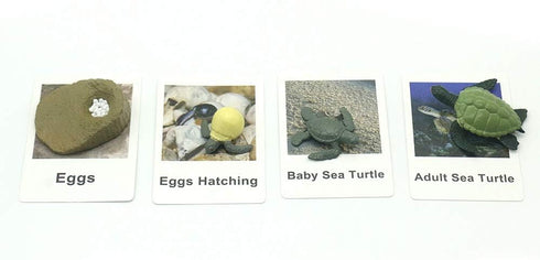 MEROCO Life Cycle of Turtle Montessori 3 Part Cards - Educational Toys for Toddlers