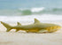 Gemini&Genius Marine Animal World Toy Lemon Shark Ocean Shark Action Figure - Great White Shark Soft Rubber Toys for