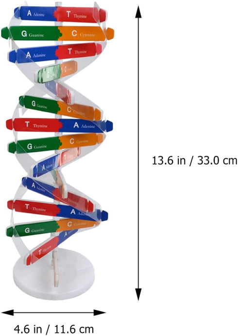 Toddmomy Kids Toys 2 Sets DNA Model Kit for Teaching Students, Double Mannequin