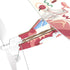 PLAYSTEM Rubber Band Aeroplane Kit - Fun STEM Learning Activity