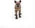 Papo Spotted Hyena Figure - African Wildlife Toy for Kids Age 3+, Hand Painted Carnivore Model
