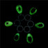 6 Pack Insect in Resin Specimen Collection, Luminous Glow in The Dark Keychain for Education