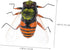 6pcs High Simulation Insect Bee Figures, Realistic Bee Educational Plaything, Cake Topper, Lawn Ornament