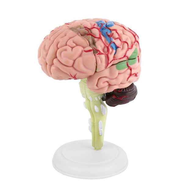 Akozon Disassembled Human Brain Model, 4D Human Brain Structure Anatomy Medical Teaching Tool