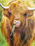 1000 Piece Jigsaw Puzzle for Adults - Highland Cow by Gill Erskine-Hill