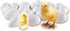 Set 21 5+ Learning Resources Chick Life Cycle Exploration - Pieces, Ages Science Exploration Toys for Kids