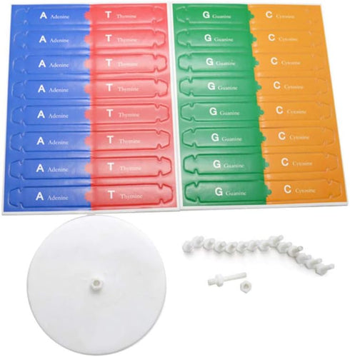 DNA Kit Self Double Helix Model, Assembling Display Stand for Biological Teaching and Learning