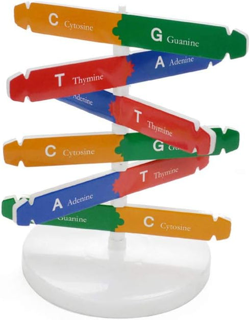 DNA Kit Self Double Helix Model, Assembling Display Stand for Biological Teaching and Learning