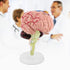 Akozon Disassembled Human Brain Model, 4D Human Brain Structure Anatomy Medical Teaching Tool