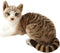 Siamese Cat Stuffed Animal: Realistic Shorthair Plush Cat Toy, Gift for Kids 12 Inches (B)