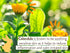 Babo Botanicals Moisturizing Oat & Calendula Body Lotion - Vegan, Lightly Scented, for Dry or Sensitive Skin, 1 or 2