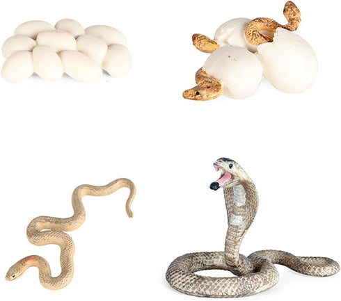 Realistic Snake Animal Growth Cycle Model Toy for Boys Girls Kids Educational Gifts