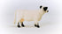 Schleich Farm World Realistic Galloway Cow Figurine, Durable Farm Animal Toy for Boys Girls Gift Ages 3+