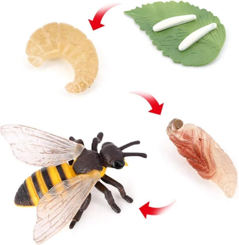 Bee Growth Cycle, Biological Model for Kids Education, Lifelike Bee Life Cycle Model Set for Insect Themed Party Favors