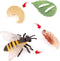 Bee Growth Cycle, Biological Model for Kids Education, Lifelike Bee Life Cycle Model Set for Insect Themed Party Favors