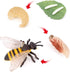Bee Growth Cycle, Biological Model for Kids Education, Lifelike Bee Life Cycle Model Set for Insect Themed Party Favors