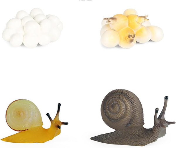 Realistic Animal Growth Cycle Model Toy, Educational Gift for Boys Girls Kids (Snail) OX117-120