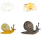 Realistic Animal Growth Cycle Model Toy, Educational Gift for Boys Girls Kids (Snail) OX117-120