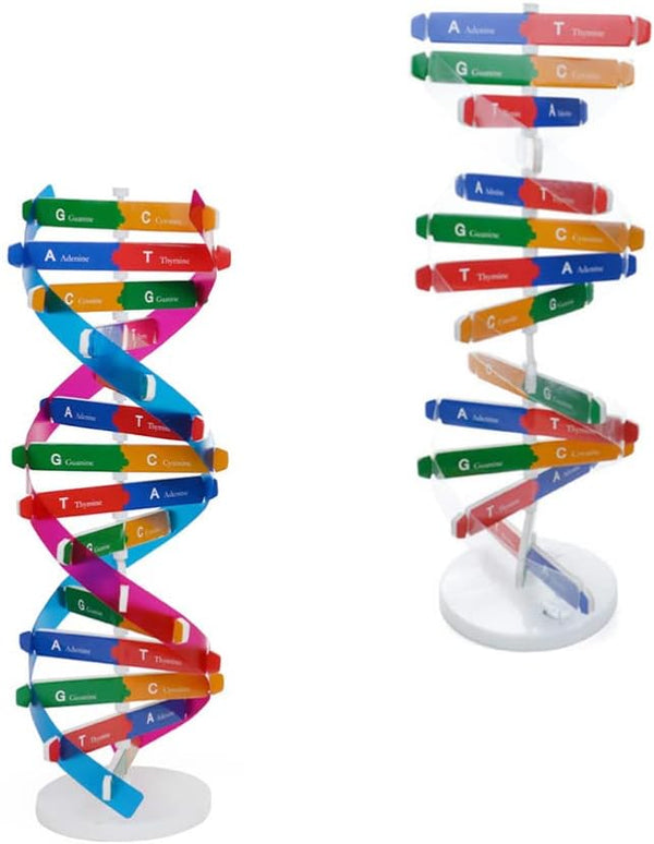 DNA Kit Self Double Helix Model, Assembling Display Stand for Biological Teaching and Learning