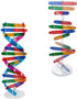 DNA Kit Self Double Helix Model, Assembling Display Stand for Biological Teaching and Learning
