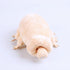 Tardigrade Plush Waterbear Stuffed Animal Water Bear Sea Creature Plush Toy, 9"