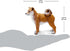 3" 3+ Safari Ltd. Shiba Inu Figurine - Lifelike Plastic Dog Figure - Fun Educational Toy for Boys, Girls & Kids Ages