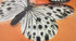 Butterfly Wall Stickers Decal - 36 PCS 3D Black and White Butterfly Stickers with Adhesive for Baby Kids Bedroom