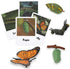 Montessori Life Cycle Learning Kit with Animal Figures and Flash Cards, Realistic Monarch Butterfly Caterpillar Toy