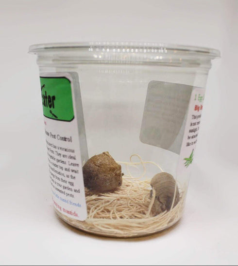 TruBlu Supply 32oz Two Extra Large Live Chinese Ootheca Praying Mantis Egg Cases + Praying Mantis Crystal Clear