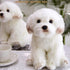 14" Realistic Plush Maltese Dog - Stuffed Animal Puppy Dog Toys - Soft Plush Pillow for Kids and Adults