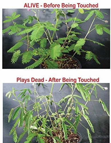 Zombie Plant Classroom Science Fun Planting Party Kit for 30 Students, Halloween Plant Care Book