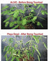 Zombie Plant Classroom Science Fun Planting Party Kit for 30 Students, Halloween Plant Care Book