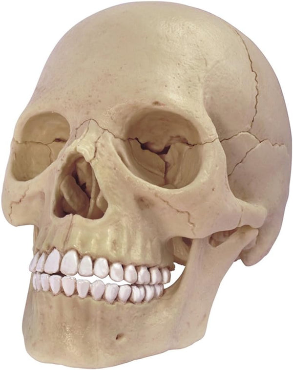 4D Master 26086 Human Anatomy Exploded Skull Model 3D Puzzle, One Color