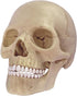 4D Master 26086 Human Anatomy Exploded Skull Model 3D Puzzle, One Color