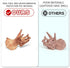 19 PCS Mini Mammal Skull Set, Realistic Dinosaur Bones Playsets for Prehistoric Animals Collection