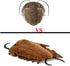 Tiny Heart Simulation Ryder Ridge Trilobite Plush Toy - 15.74inch Super Soft Realistic Stuffed Animal for Kids