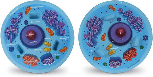 Learning Resources Cross-Section Animal Cell Model, Soft Foam, Early Biology Teaching Aid, Grade 4+
