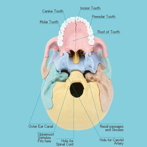 2024 New Human Anatomy Skull Model - 17 Part Puzzle of Skull with 10 Knowledge Flash Cards, Detachable Mini Medical